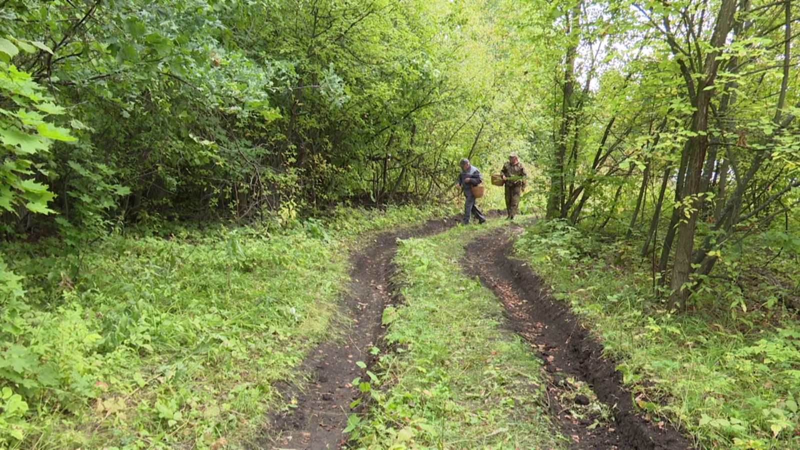 В Нурлате ограничили въезд в леса | 08.07.2024 | Нурлат - БезФормата